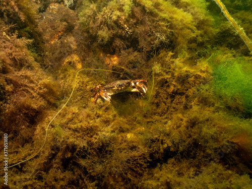 A closeup picture of a crab underwater. Picture from Oresund  Malmo in southern Sweden.