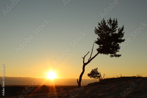 warm summer landscape tree silhouette on light yellow and blue sky at sunset tree growing on sand postcard painting