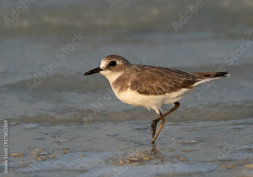  Closeup of a Greater sand plover at Busaiteen coast of Bahrain