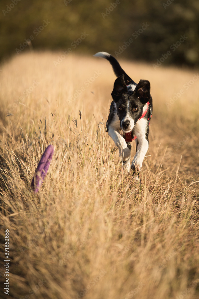 cute border collie puppy dog chasing a purple puller toy in tall yellow grass cute border collie puppy dog chasing a purple puller toy in tall yellow grass