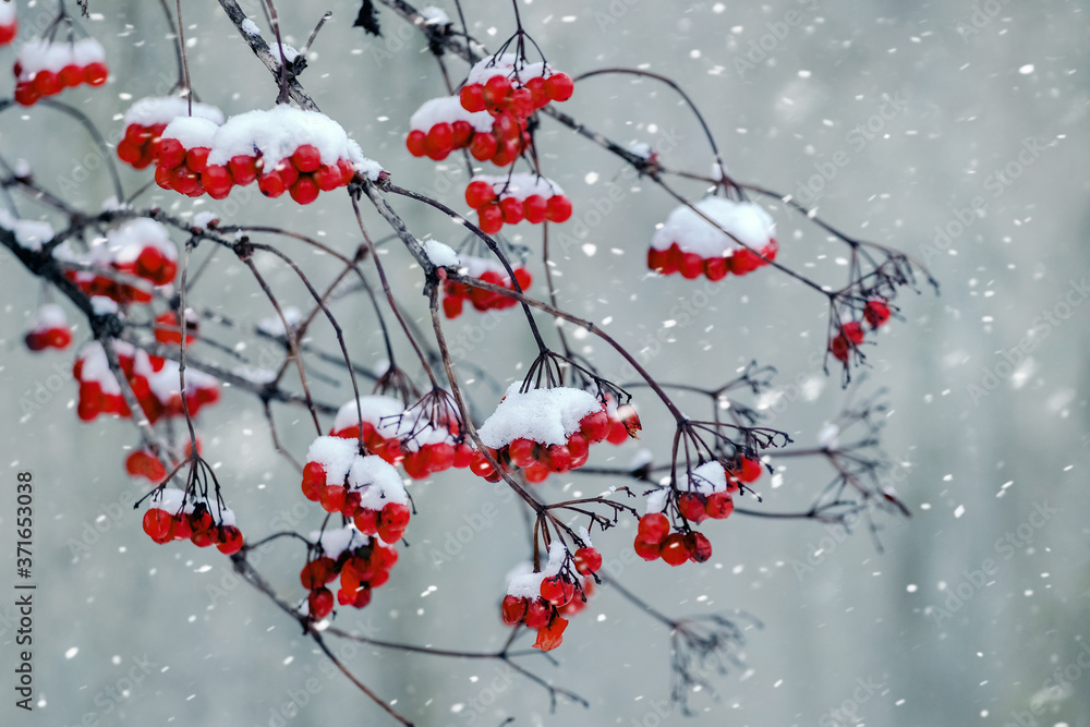Red bunches of viburnum during a snowfall