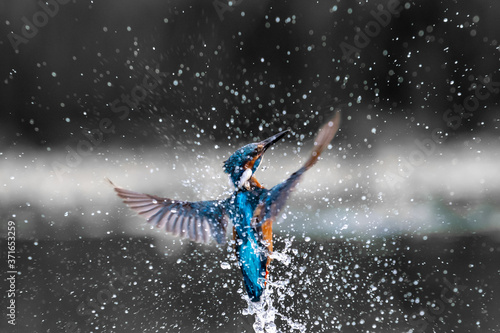 Kingfisher (Alcedo atthis) in flight © Mark Hunter