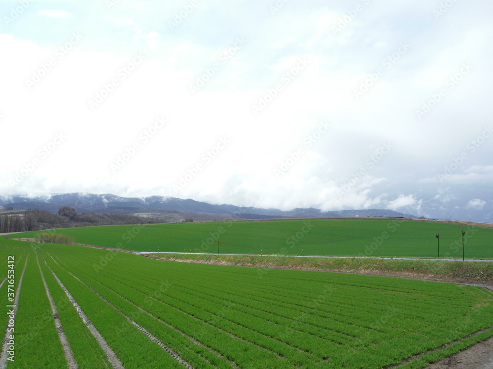 green field and blue sky green field and blue sky