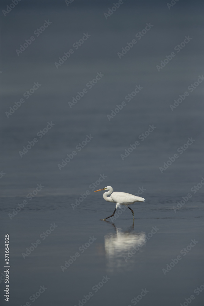 Western reef egret white morphed at Busaiteen coast, Bahrain Western reef egret white morphed at Busaiteen coast, Bahrain