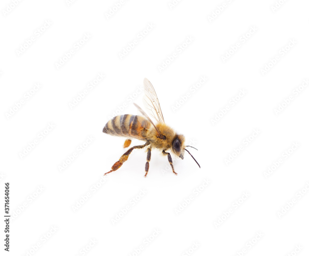 One little bee. One little bee.