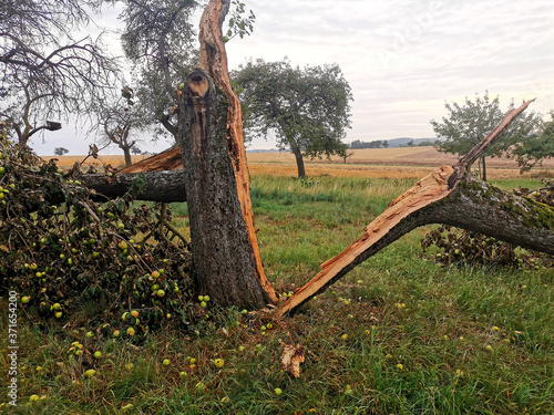 Ein nach Astbruch gespaltener Apfelbaum photo