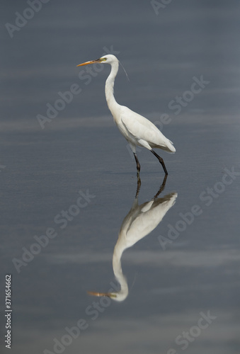 Western reef egret and beautiful reflection on water at Busaiteen coast, Bahrain