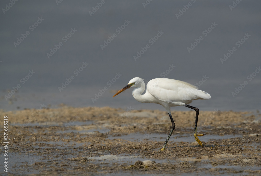 Western reef egret white morphed at Busaiteen coast, Bahrain Western reef egret white morphed at Busaiteen coast, Bahrain