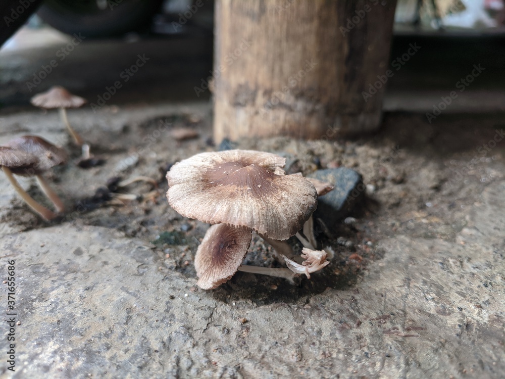 mushrooms in the forest mushrooms in the forest