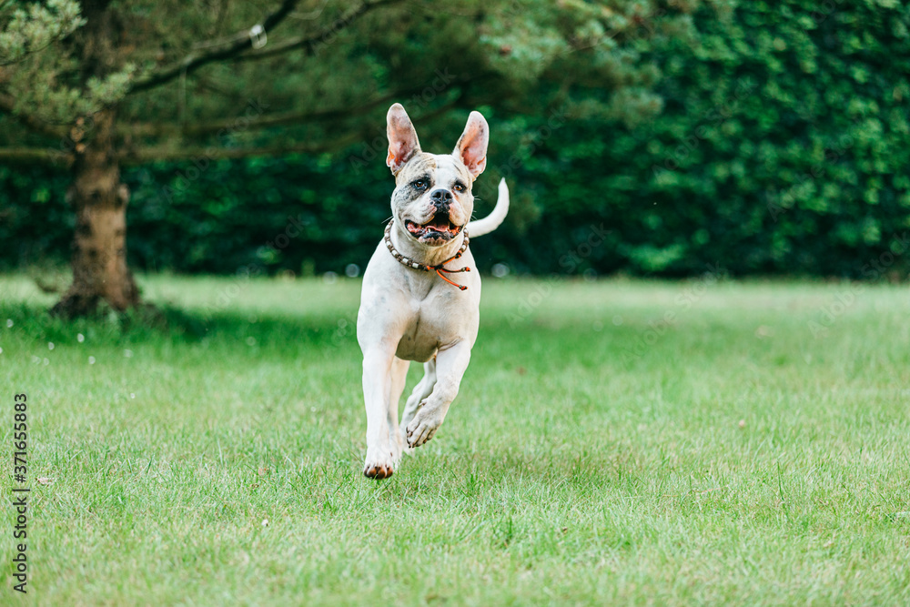American Bulldog runs fast in the garden. Dog runs with ears raised