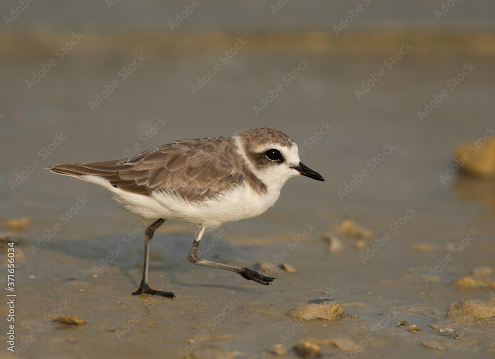 Kentish Plover in hurry, Bahrain Kentish Plover in hurry, Bahrain