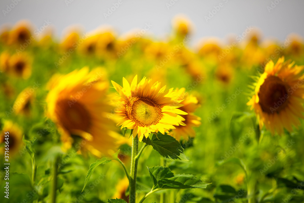 Fototapeta premium yellow bright flowers of sunflower on a large field