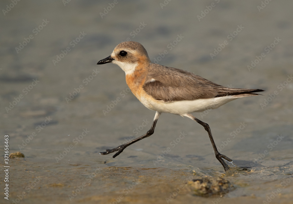 Fototapeta premium Greater sand plover moving fast at Busaiteen coast of Bahrain