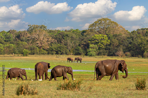 Asian elephants in Minneriya, Sri Lanka. photo