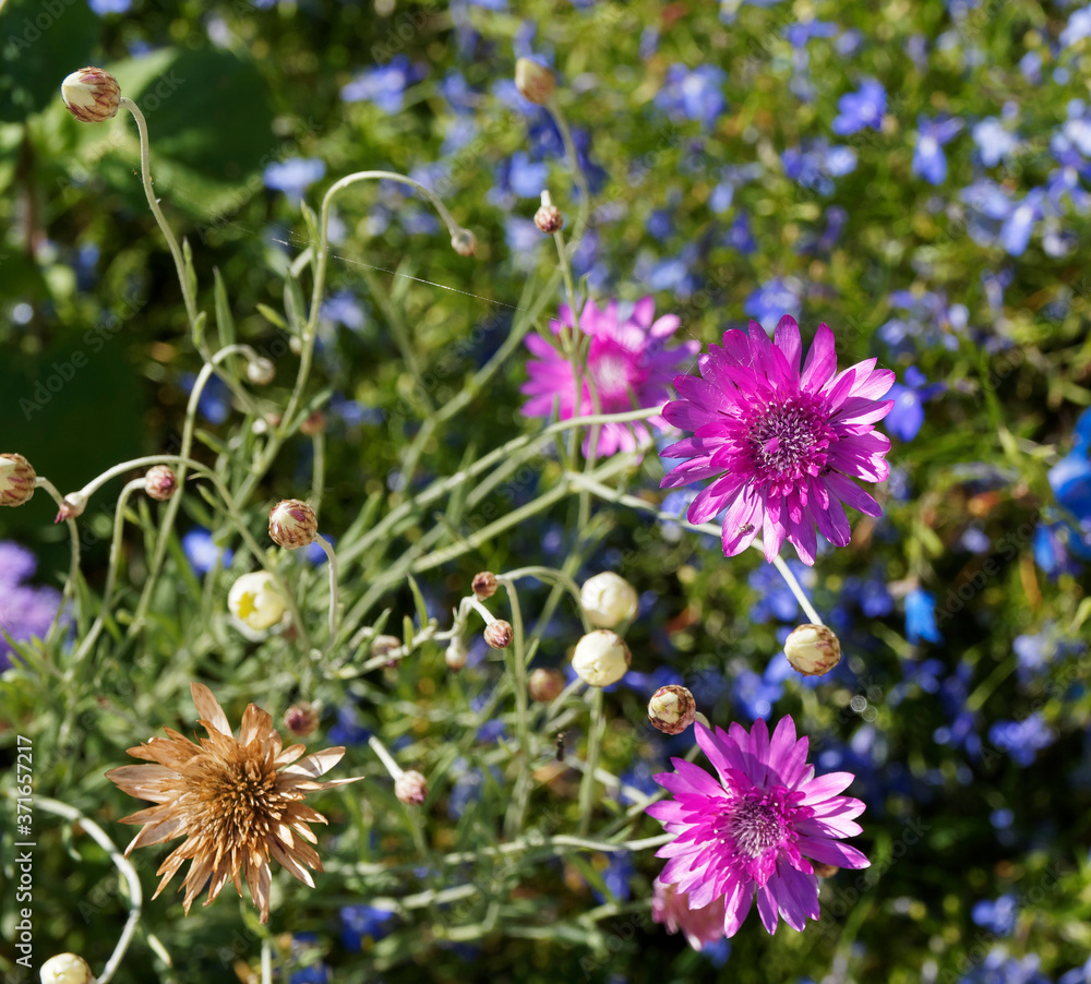 Fototapeta premium Xeranthemum annuum - xéranthème annuel ou immortelle aux délicates fleurs de couleur violet clair à rose foncé brillant