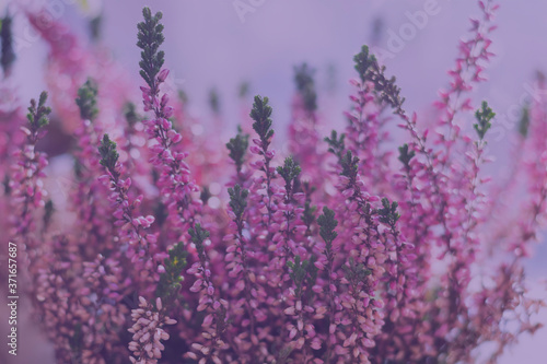 Floral background with tiny vibrant heather flowers with bokeh effect in misty pink tones.Botanical photo.