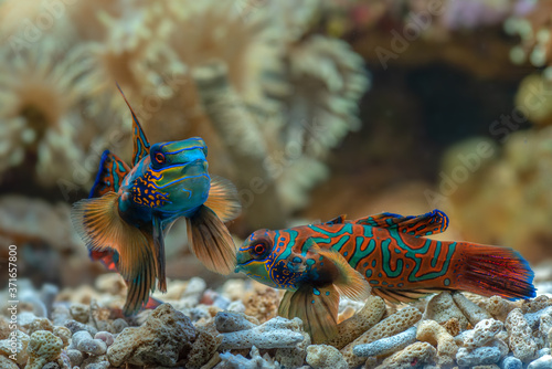 Mandarin fish with coral background