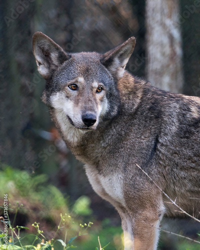 Red Wolf Animal Stock Photos. Red Wolf head close-up profile view in the field looking at the camera  displaying brown fur  with a blur background in its environment and habitat. Endangered species.