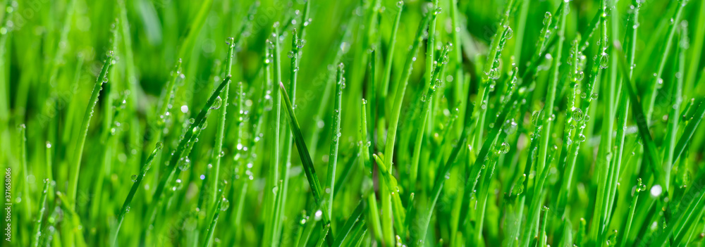 Obraz premium Wide banner made of wet juicy green grass with shiny morning dew droplets on it at summertime for text. Natural layout green grass textured