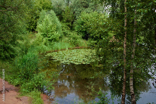 Forest lake in the West of Moscow  covered with water lilies