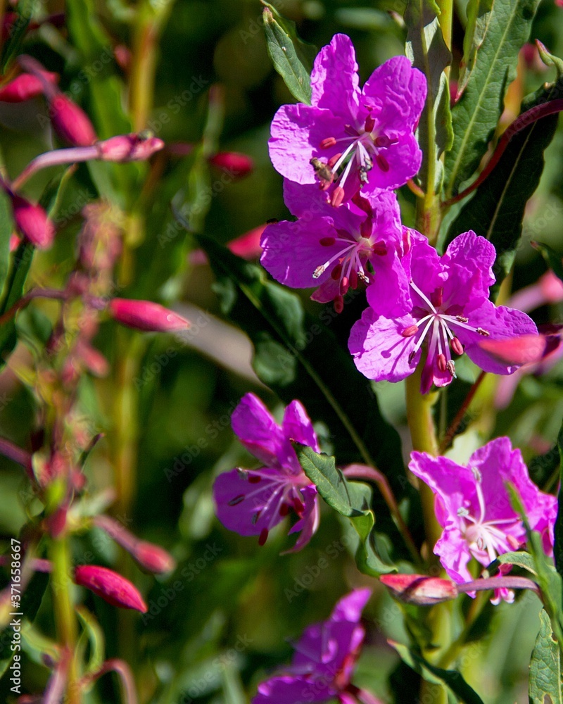 Fototapeta premium danielsii or Chamerion angustifolius (Fireweed) in Colorado Mountains