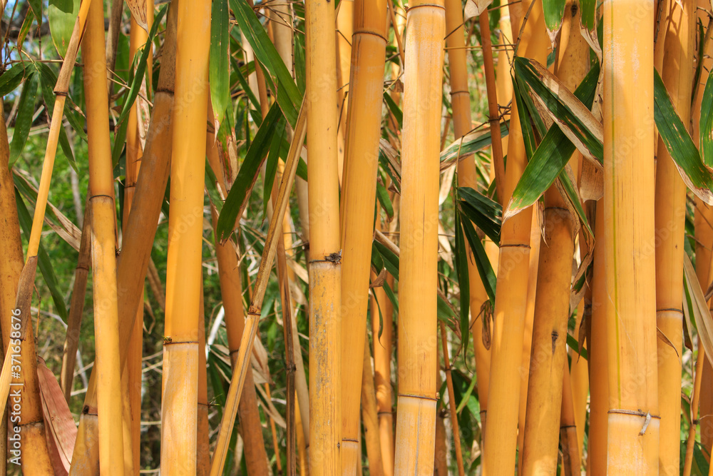 Obraz premium Light Golden bamboo in Chiang Mai, Thailand