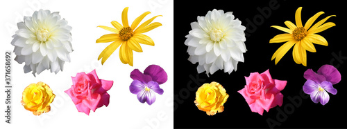 Set of garden flowers isolated on white and black background. White dahlia, viola, yellow Jerusalem artichoke flower, yellow and scarlet roses.