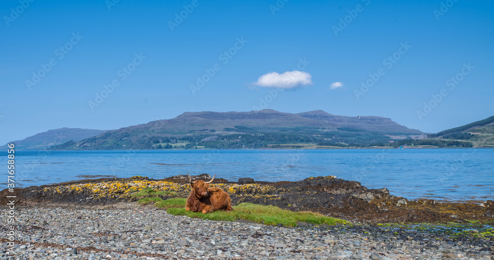 Fototapeta premium Highland cow isle of Mull