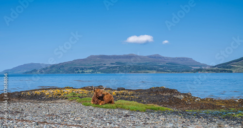 Quadro em tela Highland cow isle of Mull