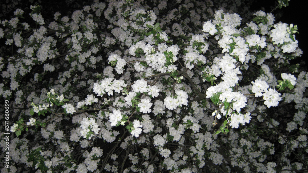 Spring, blooming pear tree.