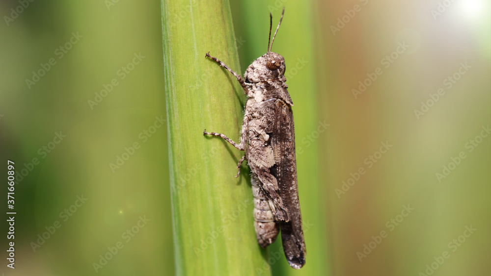 ugly locust climbing on a blade of grass. photo macro of this small insect with long antennas and strong legs for jumping from a leaf to another, a pest for the fields, Koh Lanta, Thailand. ugly locust climbing on a blade of grass. photo macro of this small insect with long antennas and strong legs for jumping from a leaf to another, a pest for the fields, Koh Lanta, Thailand.