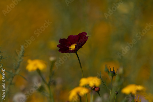 dark red cosmos bipinnatus in flower meadow