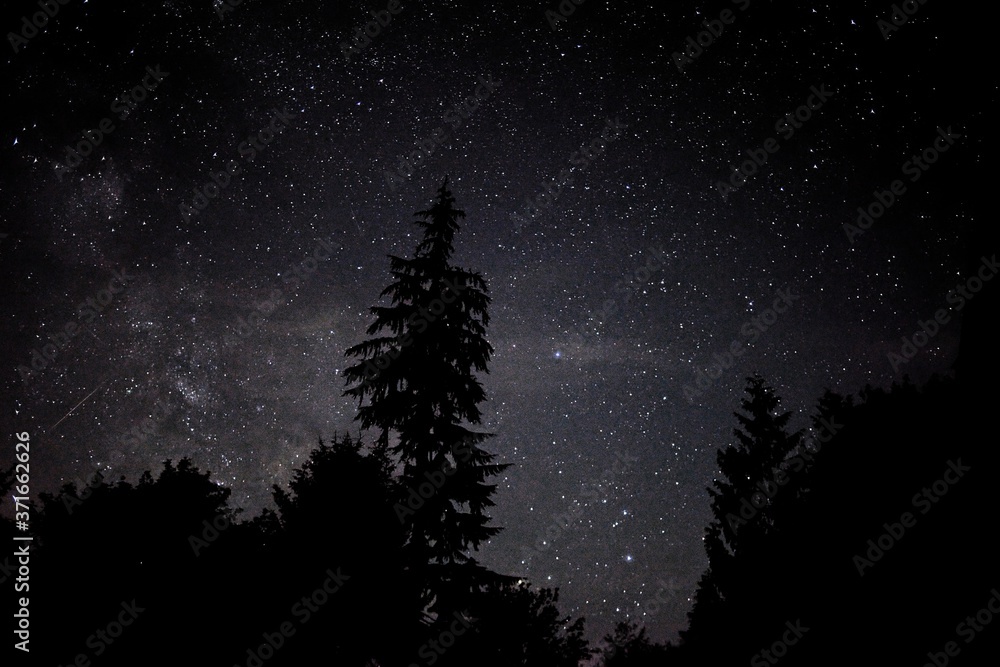 Treeline at night Treeline at night