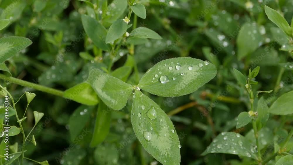 droplets of cold morning dew on the leaves of green grass zoom in droplets of cold morning dew on the leaves of green grass zoom in
