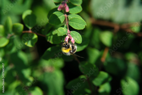 A selective focus shot of a bumblebee hanging on a pink blossom in a green natural environment - Stockphoto