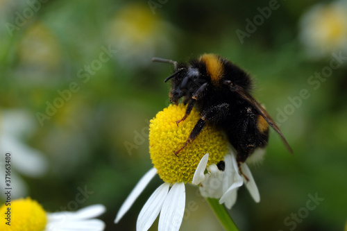 A selective focus shot of a bumblebee on chamomile - Stockphoto