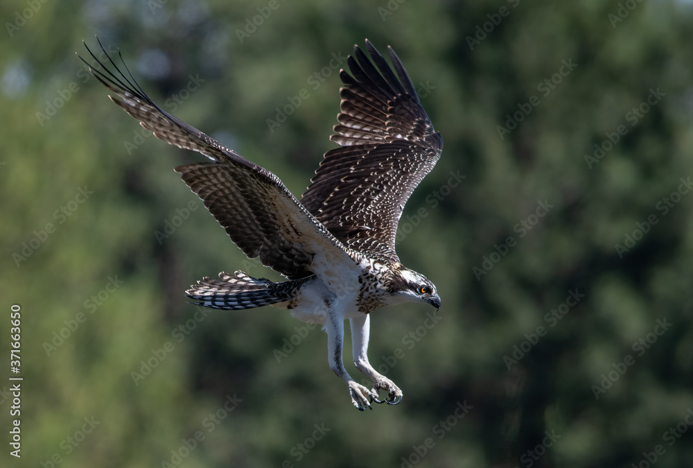 Fototapeta premium Juvenile osprey in flight