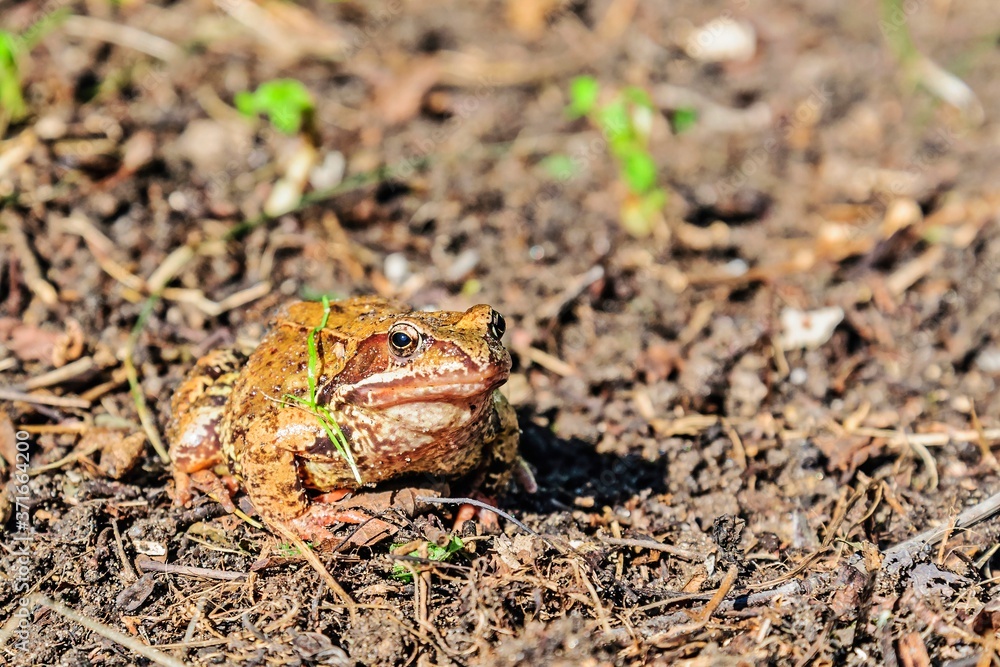 Toad, or the present toad (lat. Bufonidae) on a bright sunny autumn day. Moscow region, Russia. Toad, or the present toad (lat. Bufonidae) on a bright sunny autumn day. Moscow region, Russia.