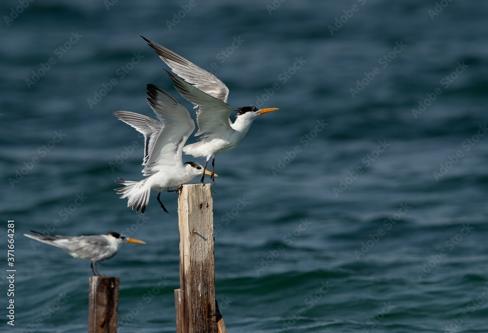Fototapeta premium Greater Crested Tern pushing another for wooden log at Busaiteen coast, Bahrain