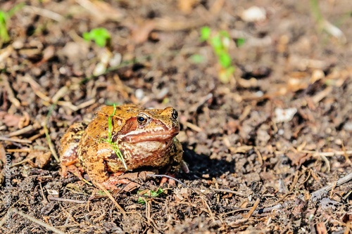 Toad, or the present toad (lat. Bufonidae) on a bright sunny autumn day. Moscow region, Russia.