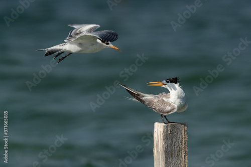 Greater Crested Terns in flight at Busaiteen coast, Bahrain