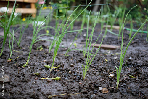 sprouts of onion in soil