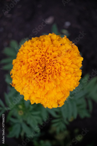 close up of orange marigold