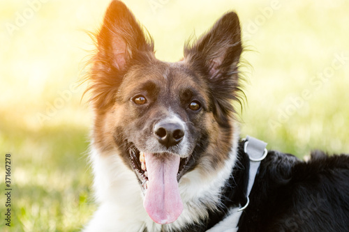 Face of a happy border collie dog