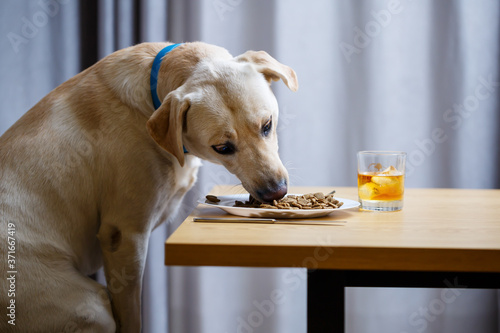 The dog wants food on a plate, but does not have permission from its owner. And since he understands what the word NO means, he does not touch food