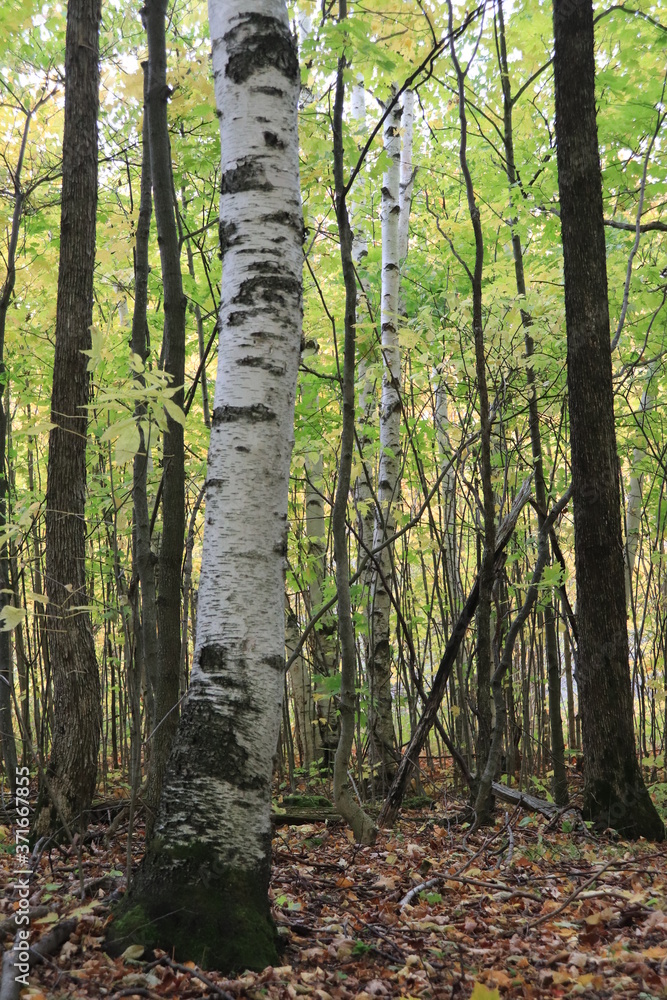 Naklejka premium Jesień i liście w Parku Prowincjonalnym Mono Cliffs niedaleko Toronto w Kanadzie