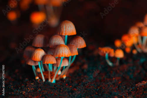 Fotografia Small mushrooms toadstools