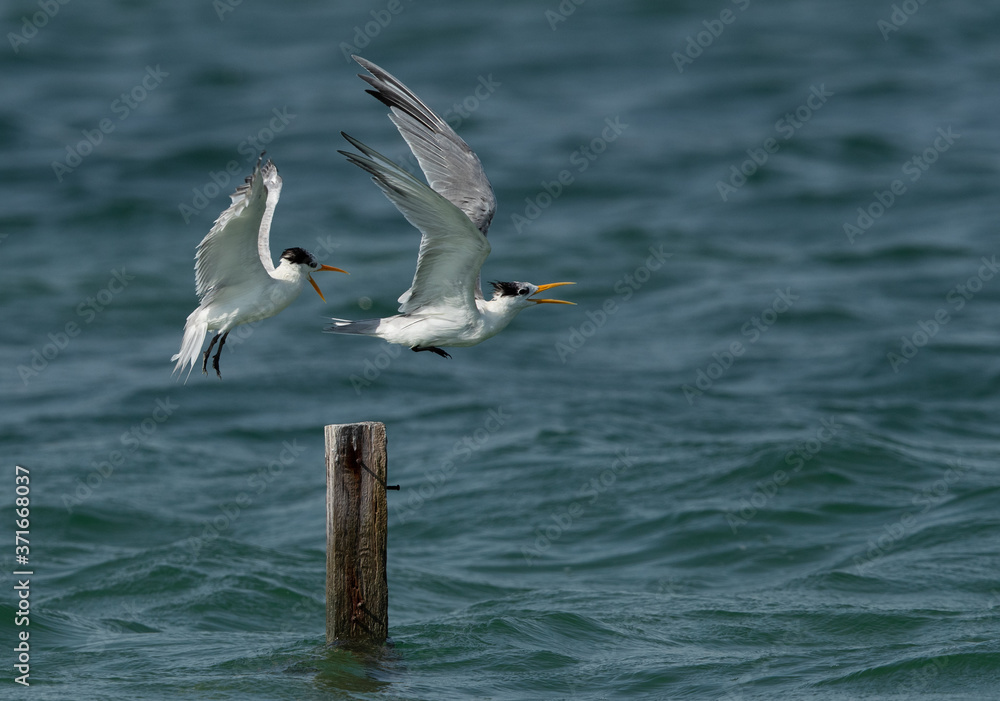 Greater Crested Tern fight for wooden log at Busaiteen coast, Bahrain