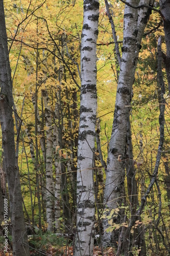 Fototapeta Naklejka Na Ścianę i Meble -  カナダのトロント近郊のモノクリフス州立公園　Mono Cliffs Provincial Parkの秋、紅葉