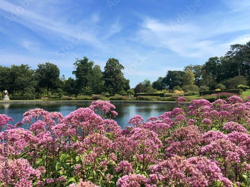 Bild auf Leinwand Eupatorium flowers in RHS GARDEN, WISLEY, SURREY/UK